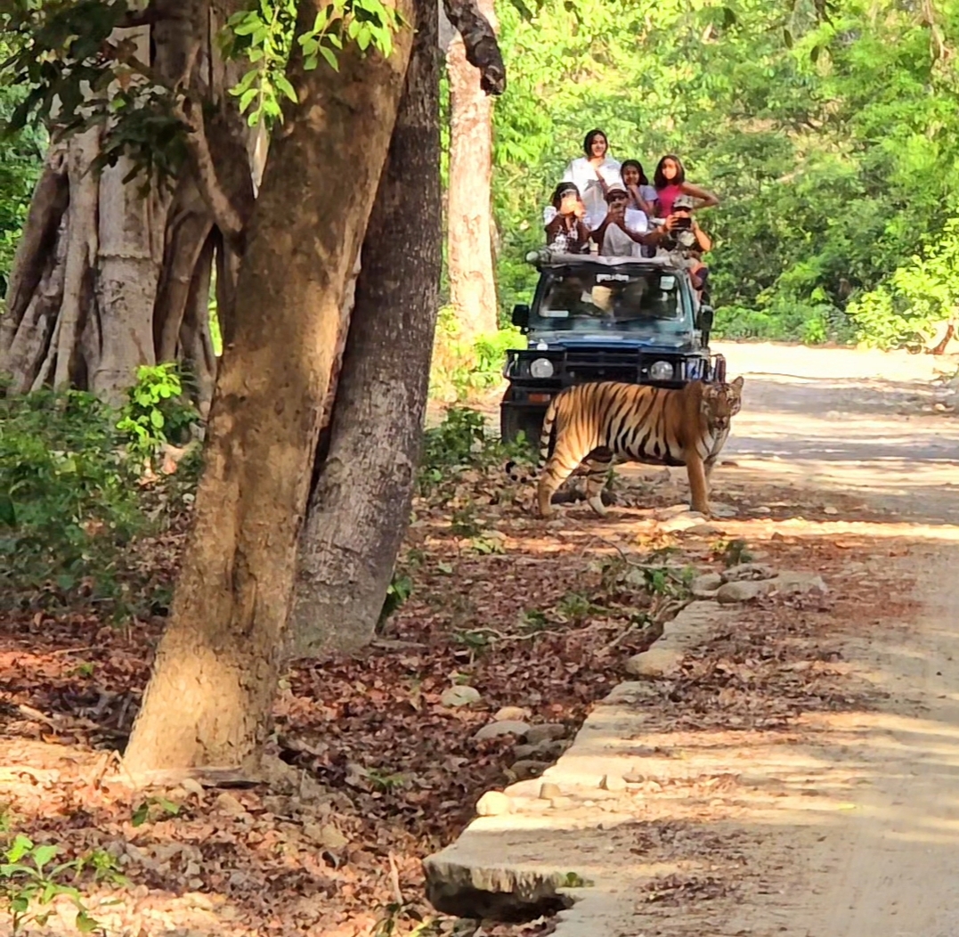 JEEP SAFARI